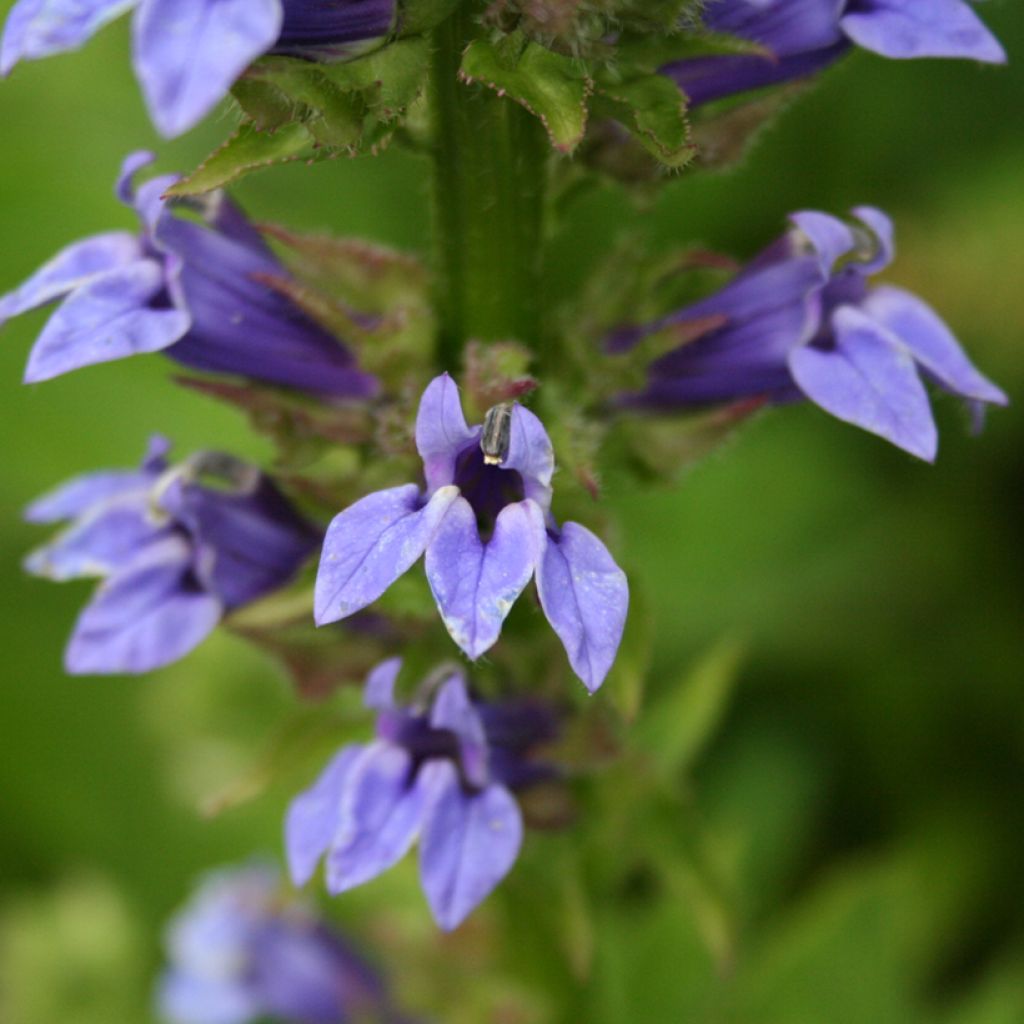 Lobelia siphilitica