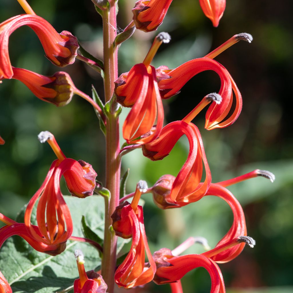 Lobelia tupa - Devil's Tobacco seeds