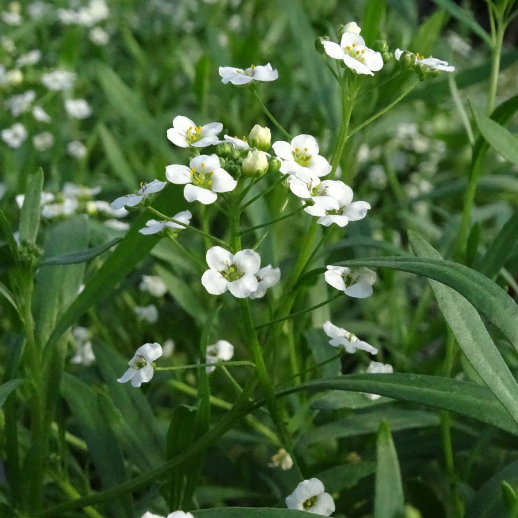 Lobularia Snow Princess