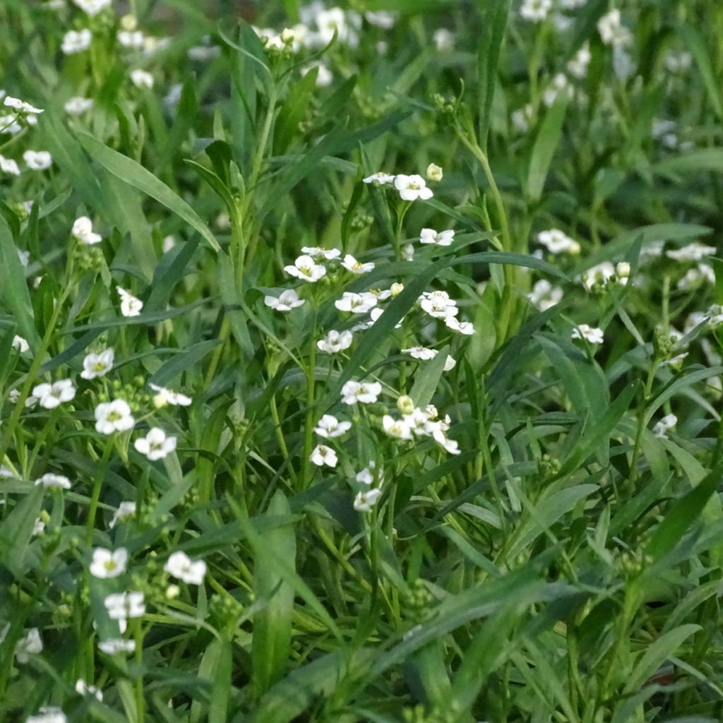 Lobularia Snow Princess