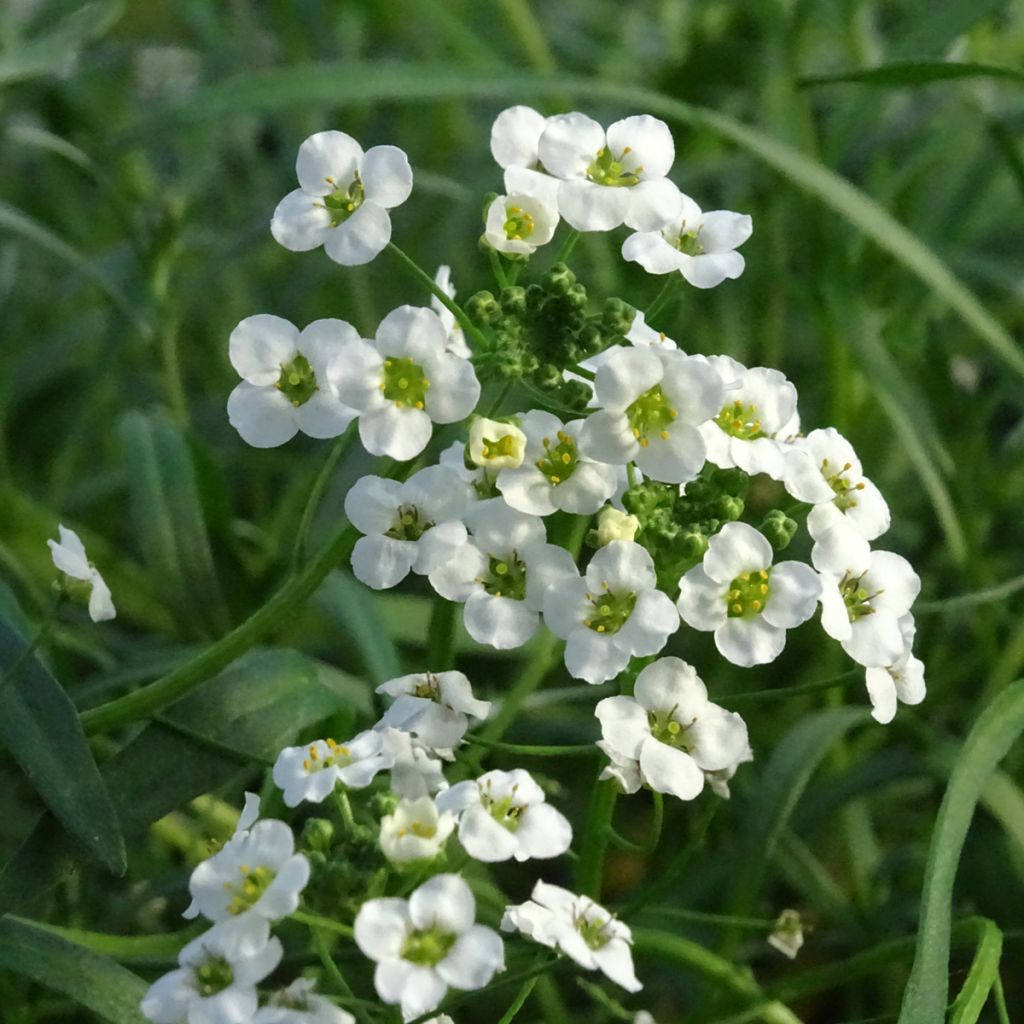 Lobularia Snow Princess