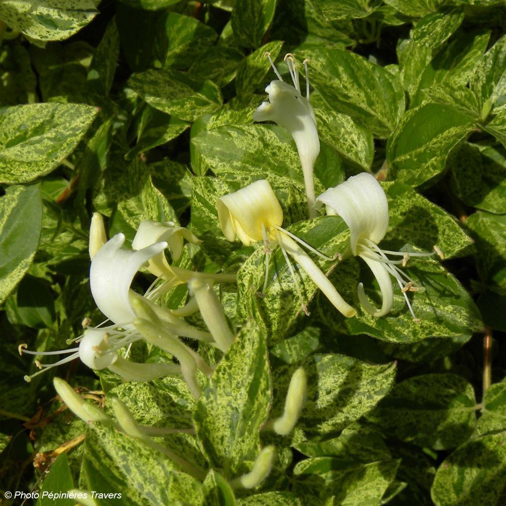 Lonicera japonica Mint Crisp