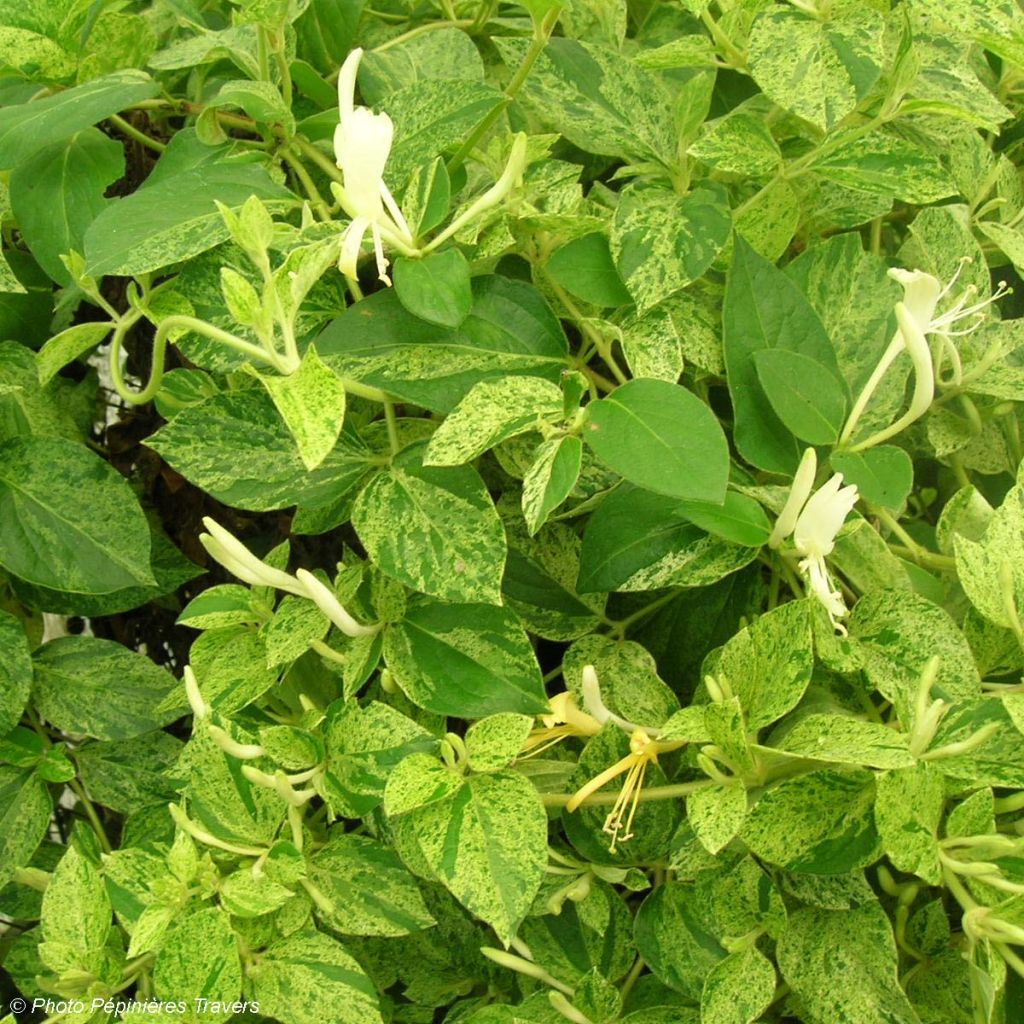 Lonicera japonica Mint Crisp
