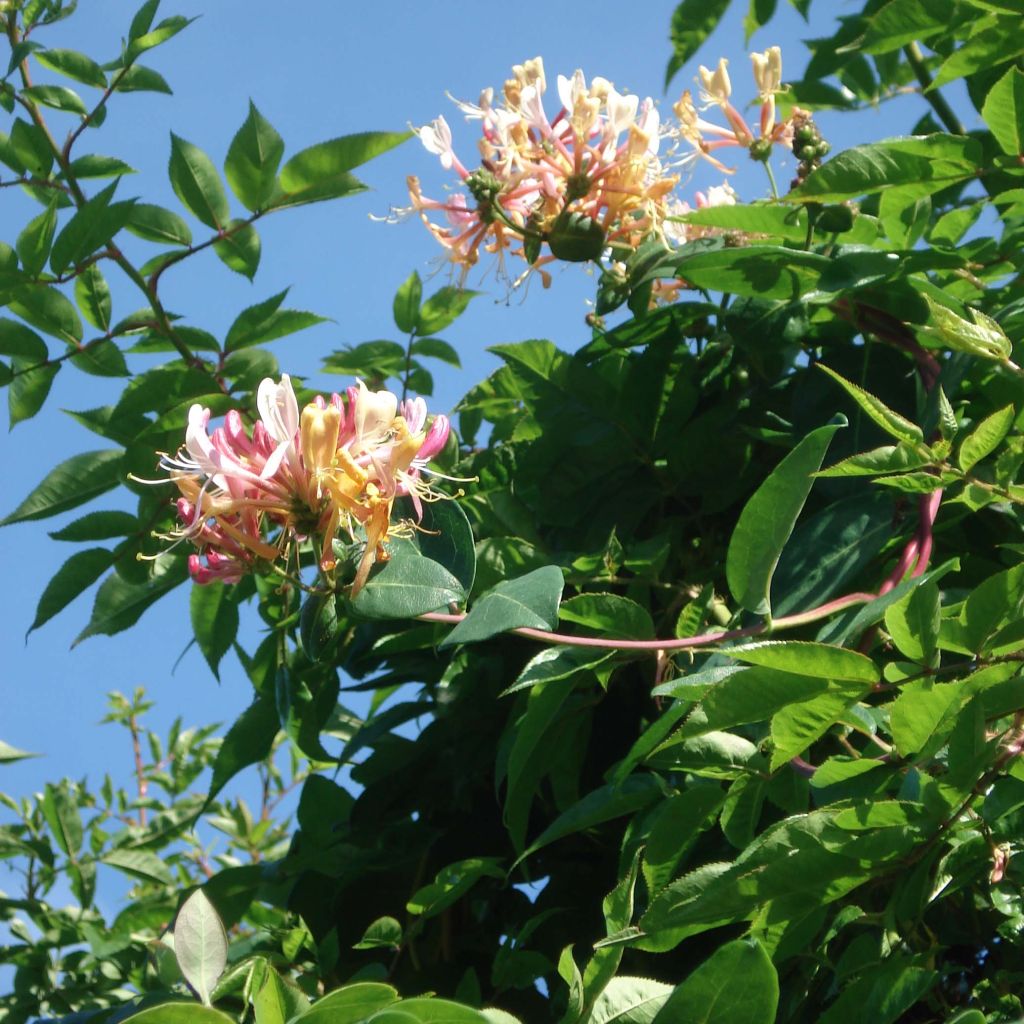 Lonicera caprifolium