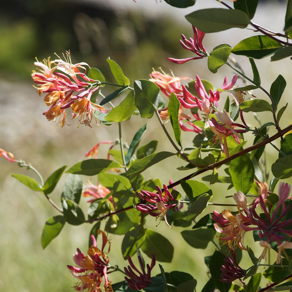 Lonicera x heckrottii Gold Flame - Goldflame Honeysuckle