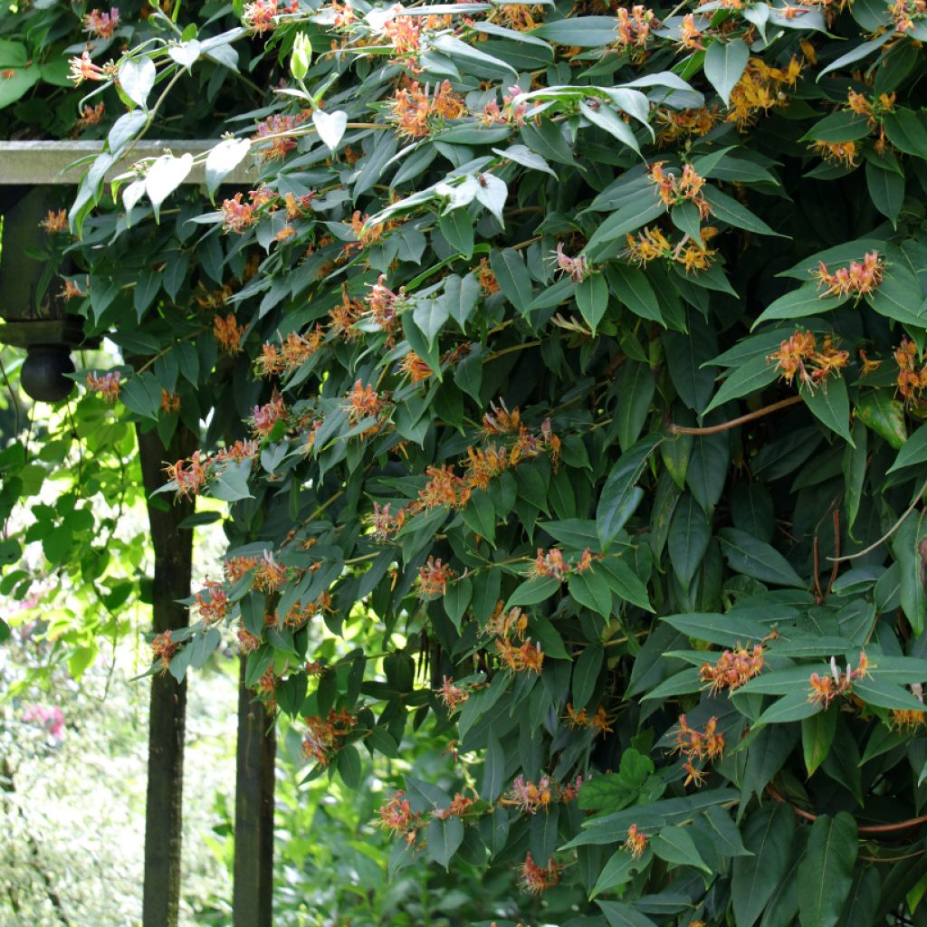 Lonicera henryi 