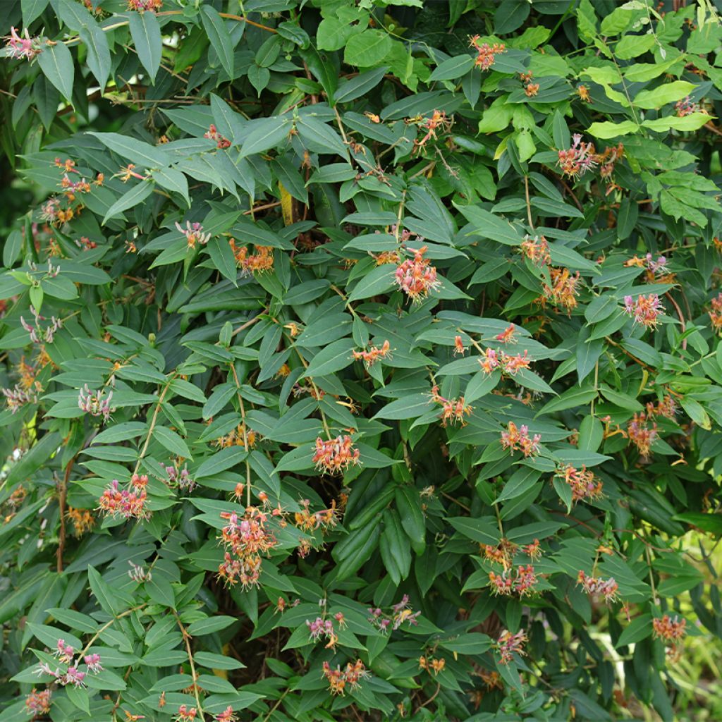 Lonicera henryi 