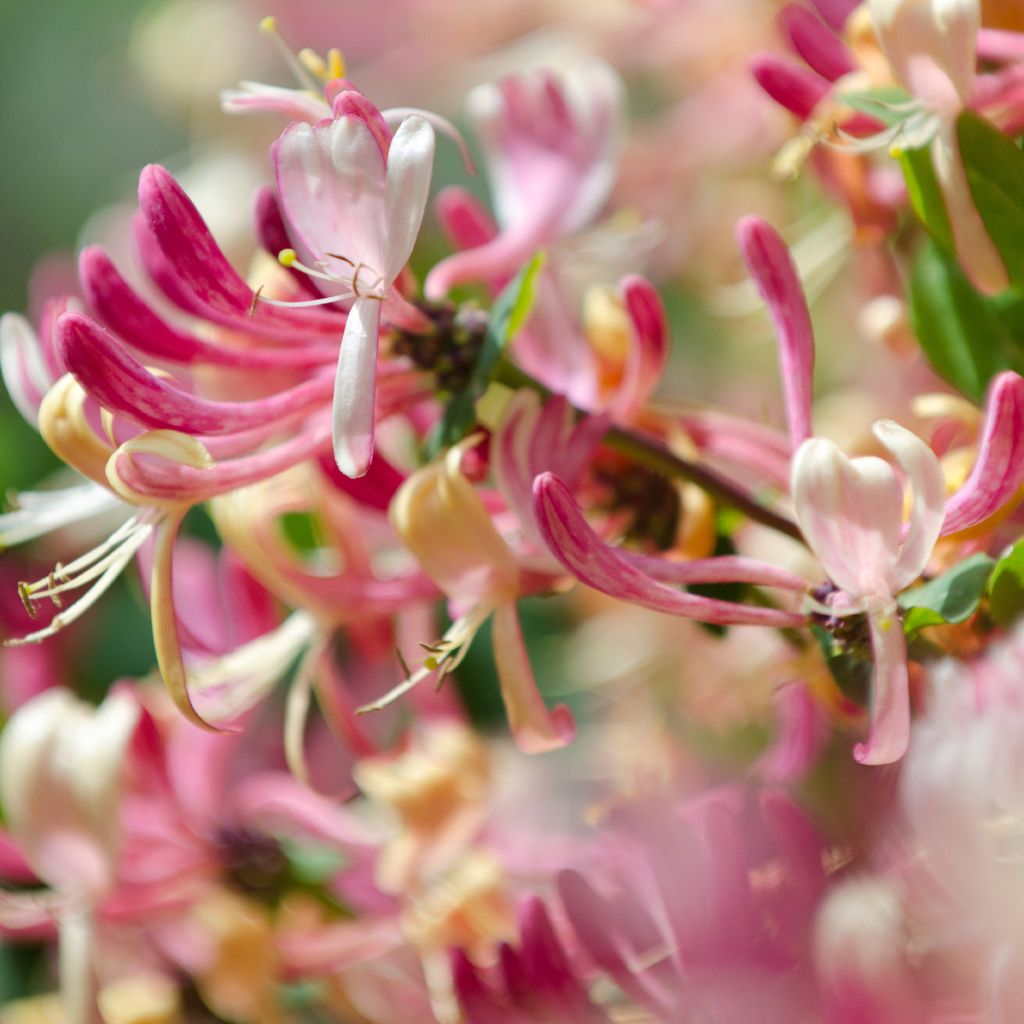 Lonicera japonica Dart's world