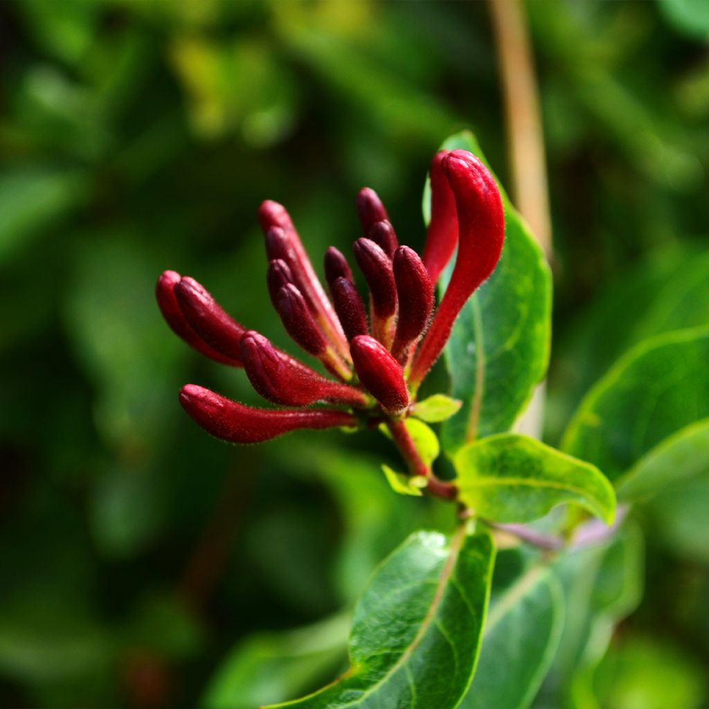 Lonicera japonica Dart's world