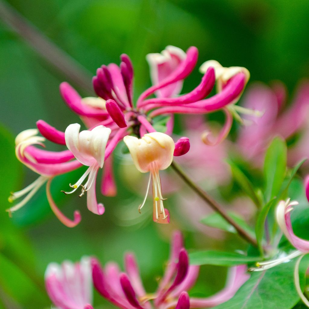 Lonicera japonica Dart's world