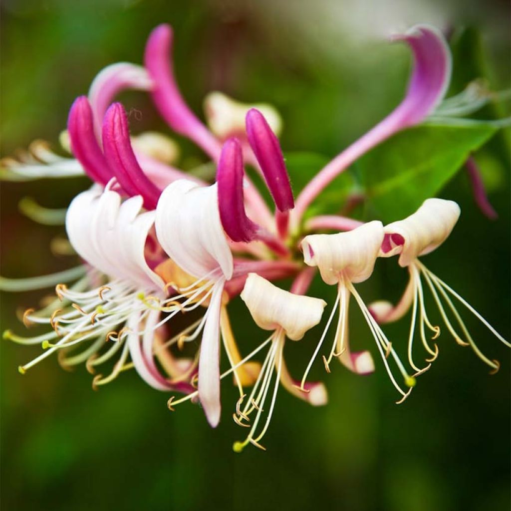 Lonicera japonica Sinensis - Chinese Honeysuckle