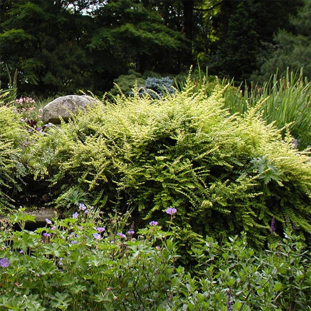 Lonicera nitida - Box Honeysuckle