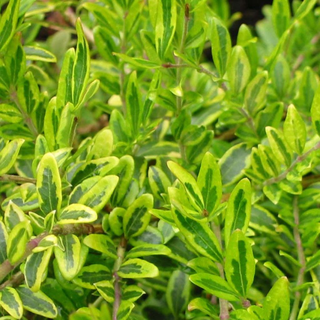 Lonicera nitida Lemon Beauty - Box Honeysuckle