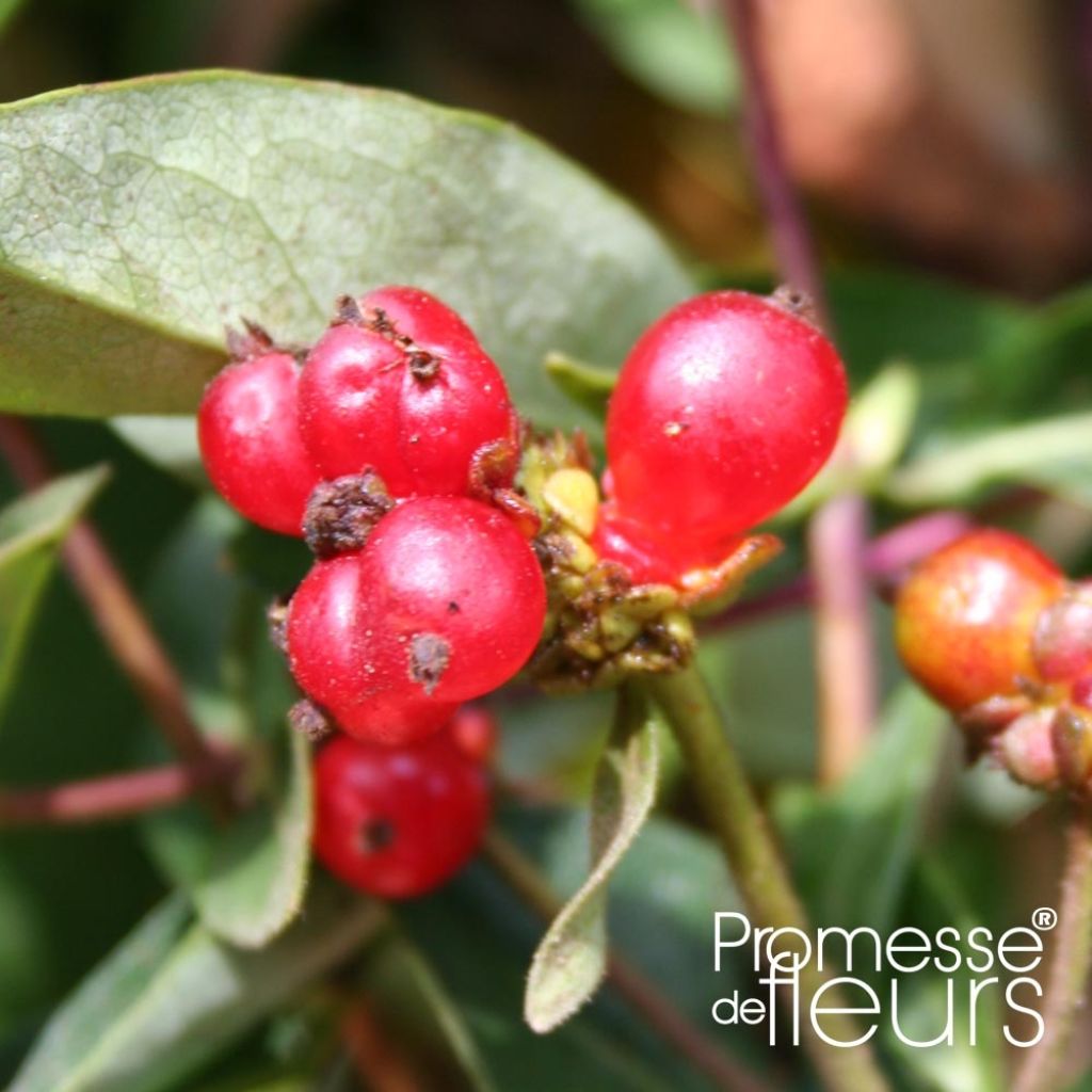 Lonicera periclymenum Belgica Select