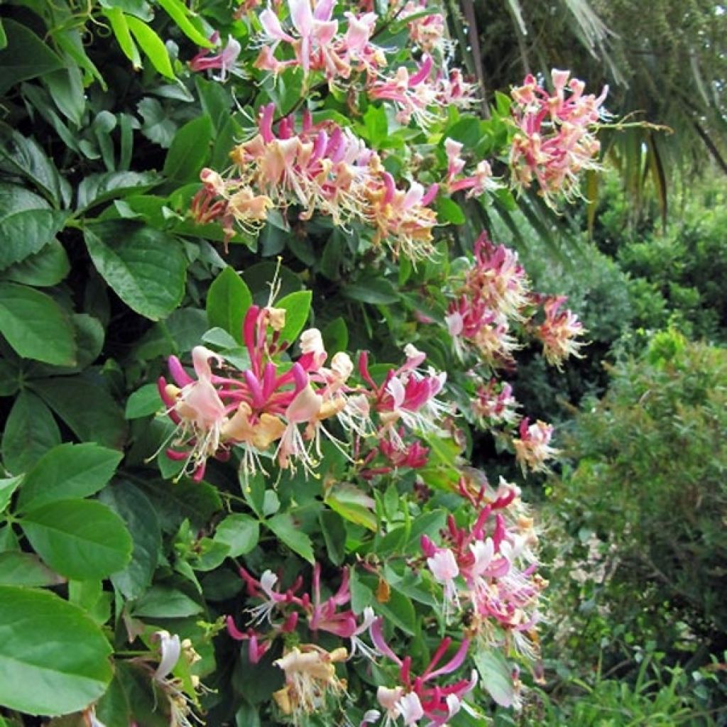 Lonicera periclymenum Belgica Select