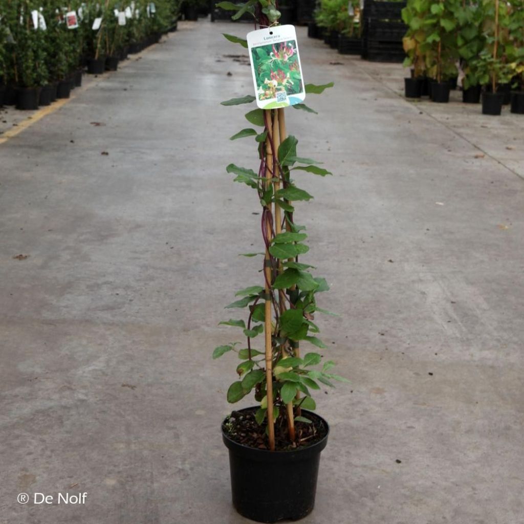 Lonicera periclymenum Belgica Select
