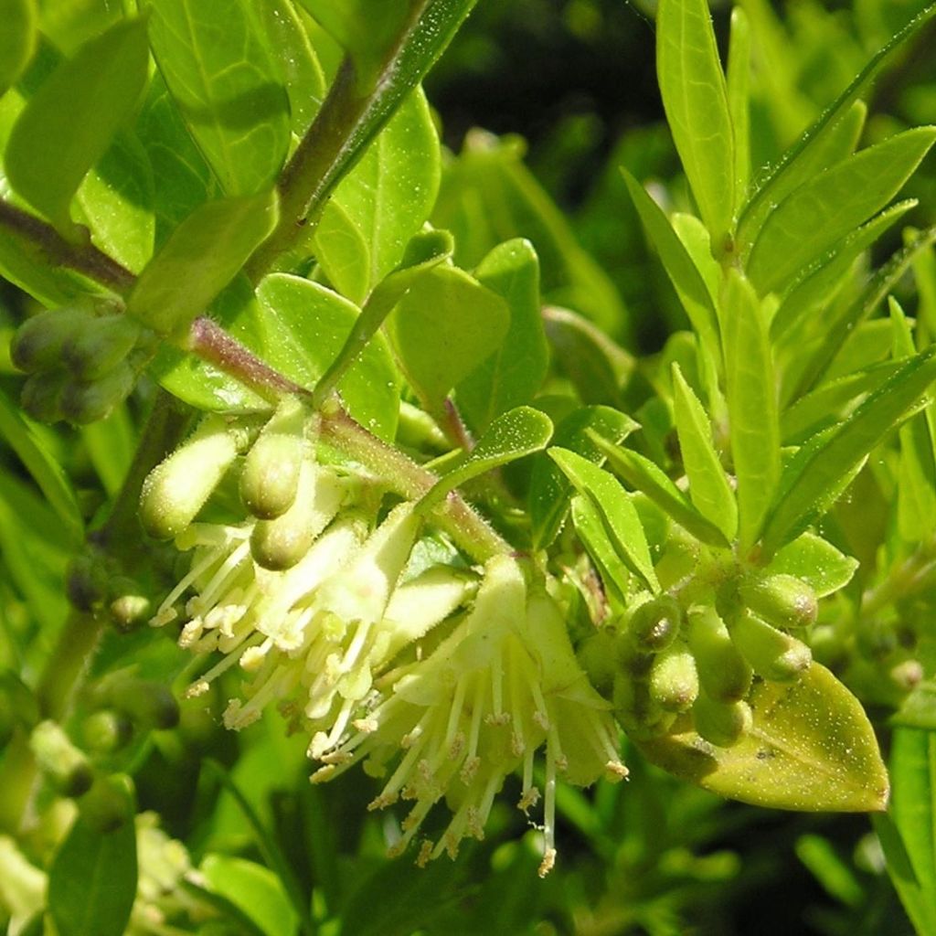 Lonicera pileata - Box Honeysuckle