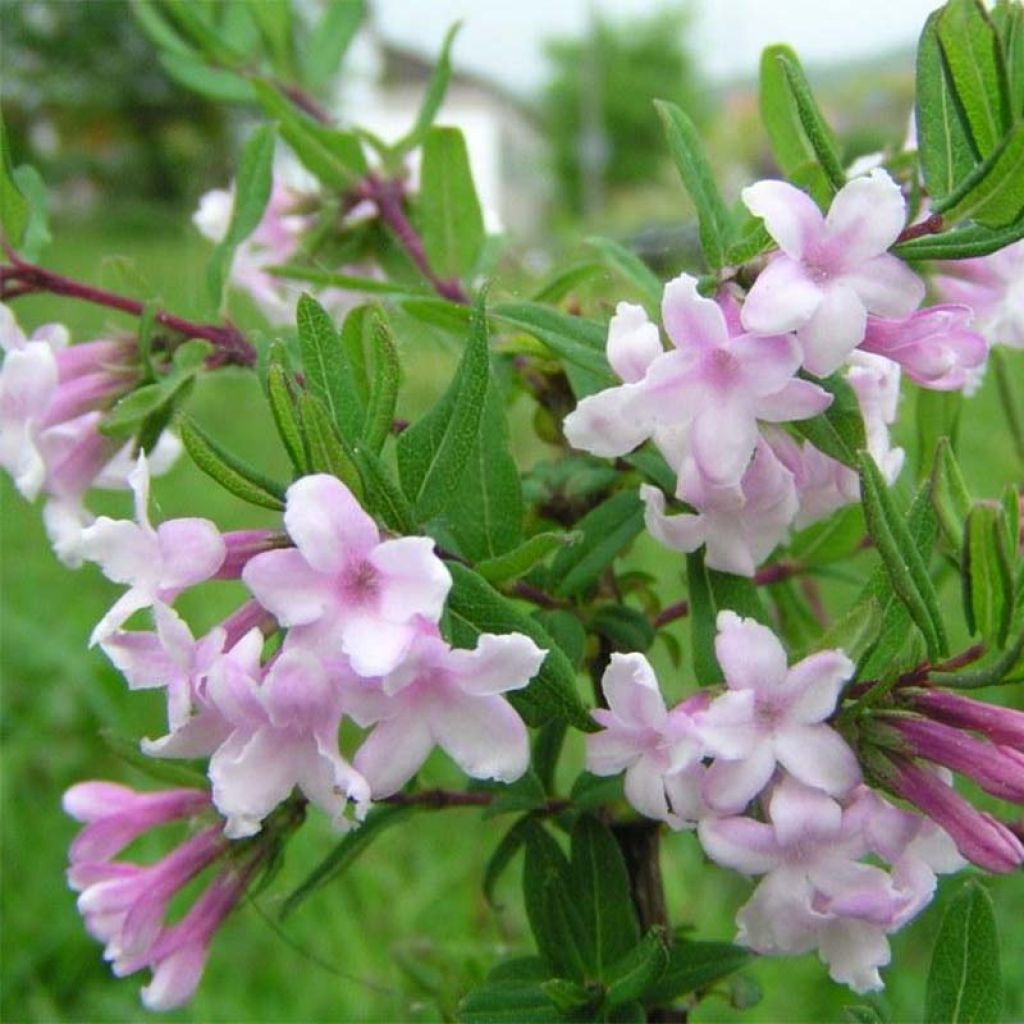 Lonicera syringantha - Lilac flowered Honeysuckle
