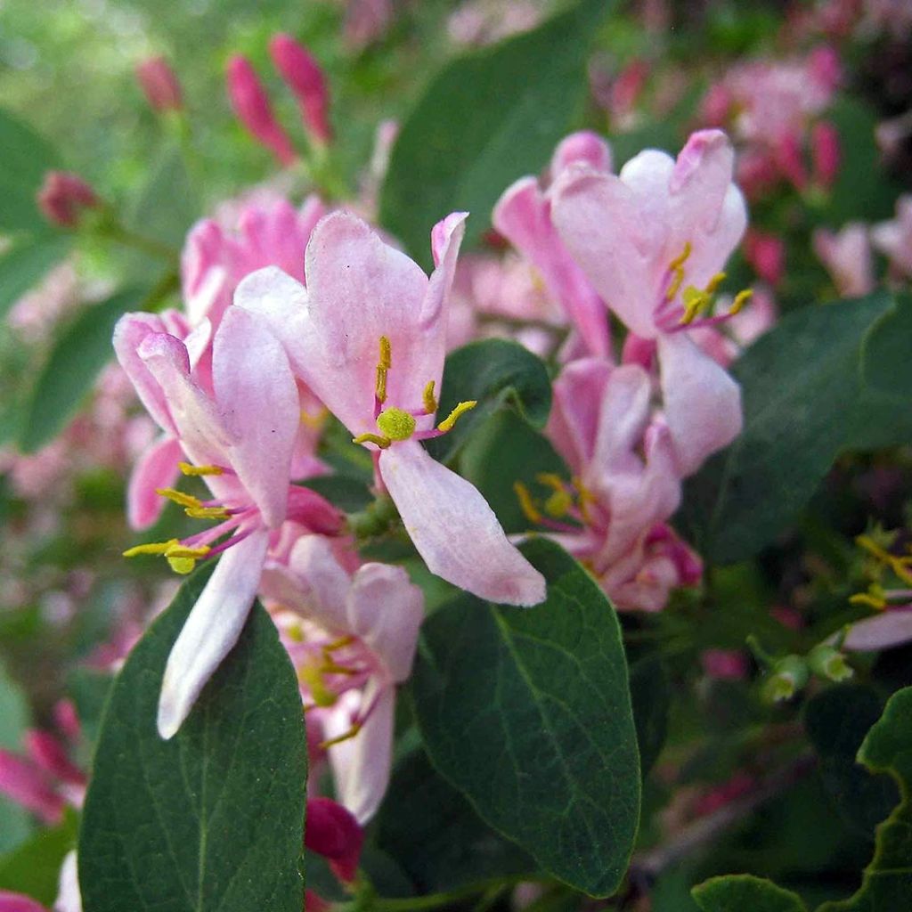 Lonicera tatarica - Tatarian Honeysuckle