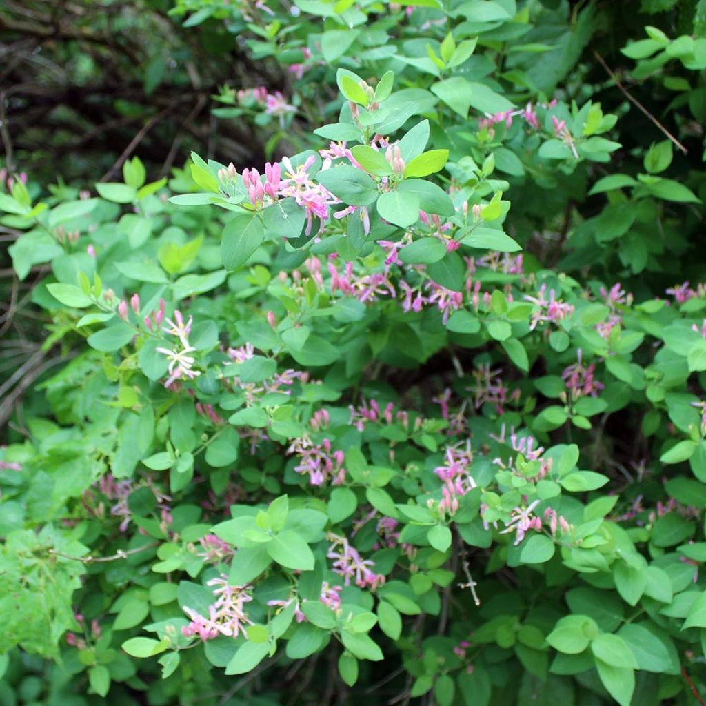 Lonicera tatarica - Tatarian Honeysuckle