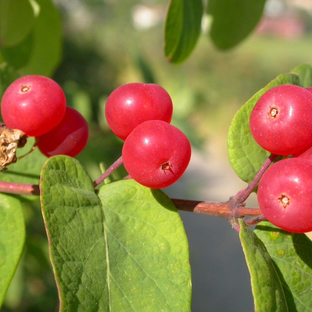 Lonicera tatarica - Tatarian Honeysuckle