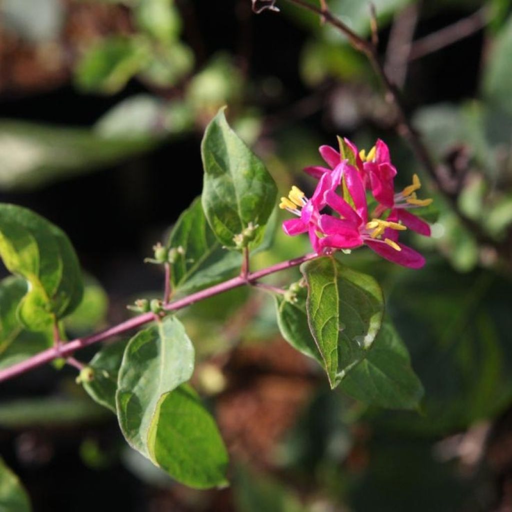 Lonicera tatarica Arnold Red - Tatarian Honeysuckle