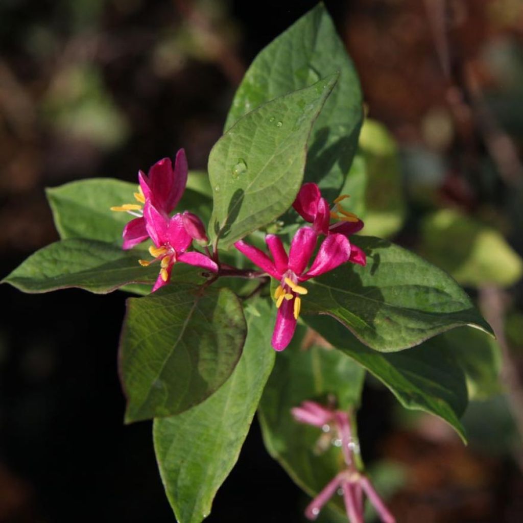 Lonicera tatarica Arnold Red - Tatarian Honeysuckle