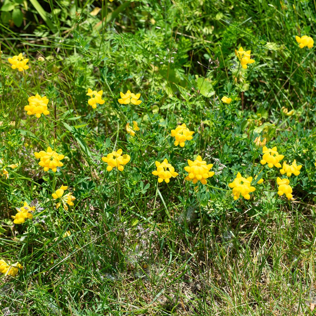 Lotus corniculatus - Bird's foot trefoil