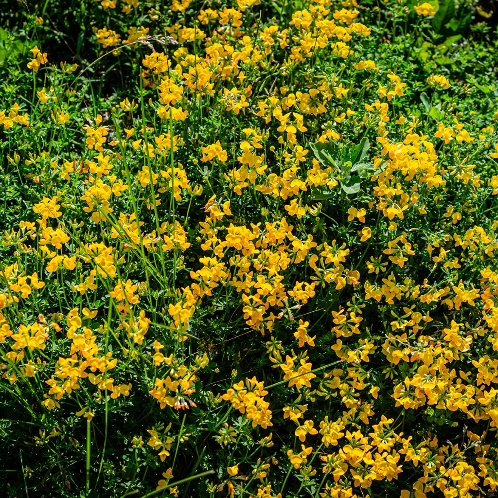 Lotus corniculatus - Bird's foot trefoil