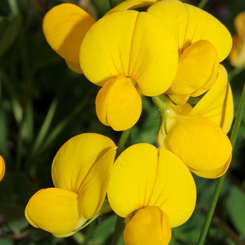 Lotus corniculatus - Bird's foot trefoil