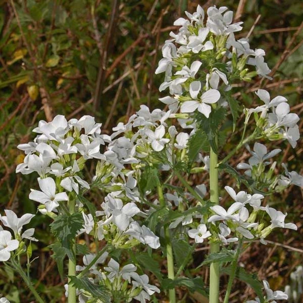 Lunaria annua Alba