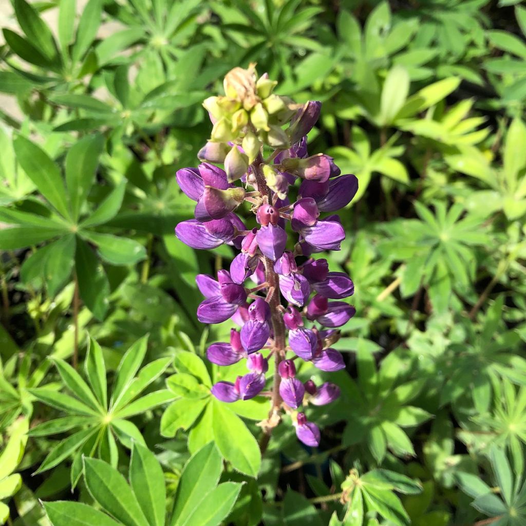 Lupinus The Governor