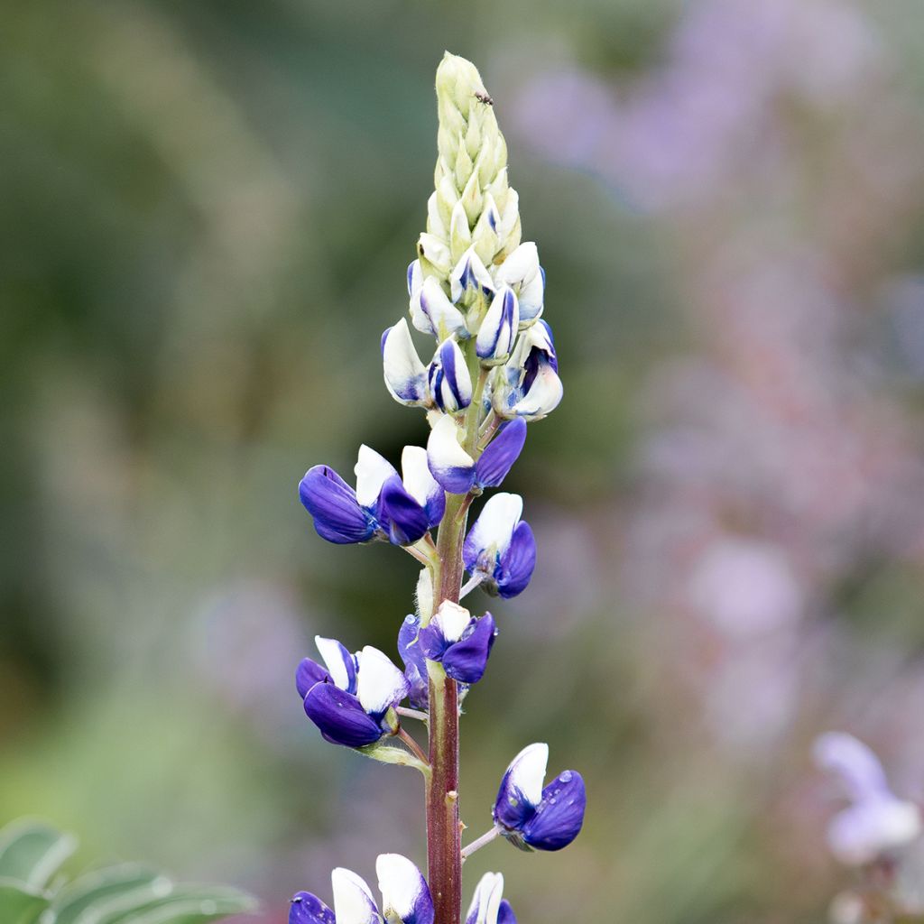 Lupinus The Governor