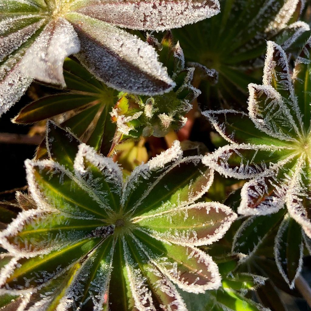 Lupinus polyphyllus My Castle