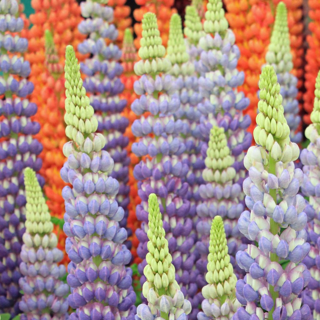 Lupinus polyphyllus West Country Persian Slipper