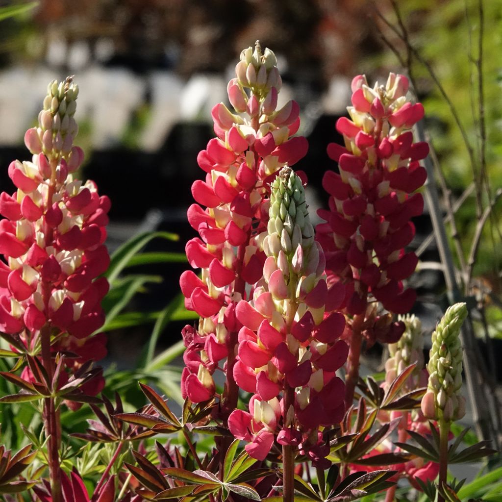 Lupinus polyphyllus West Country Tequila Flame