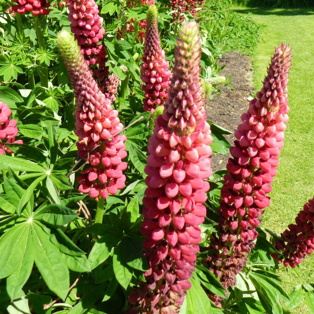 Lupinus polyphyllus My Castle