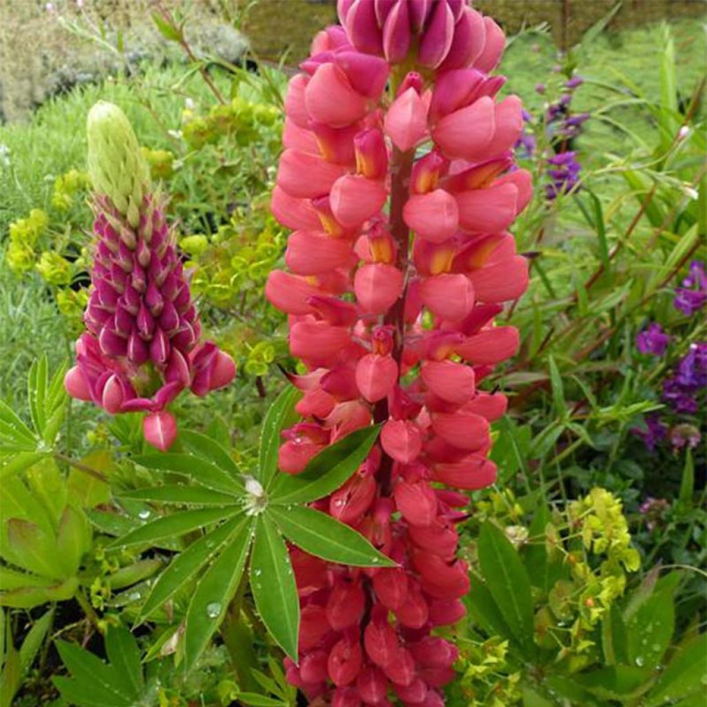 Lupinus polyphyllus My Castle