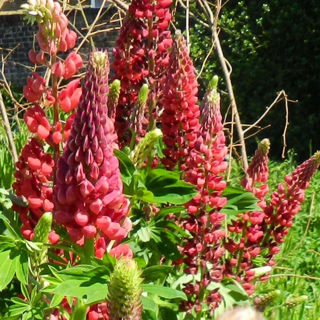 Lupinus polyphyllus My Castle