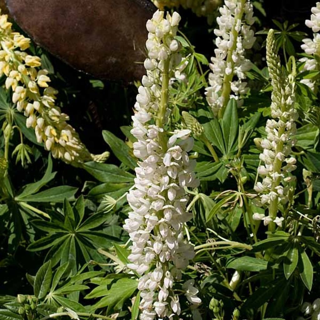 Lupinus Gallery White
