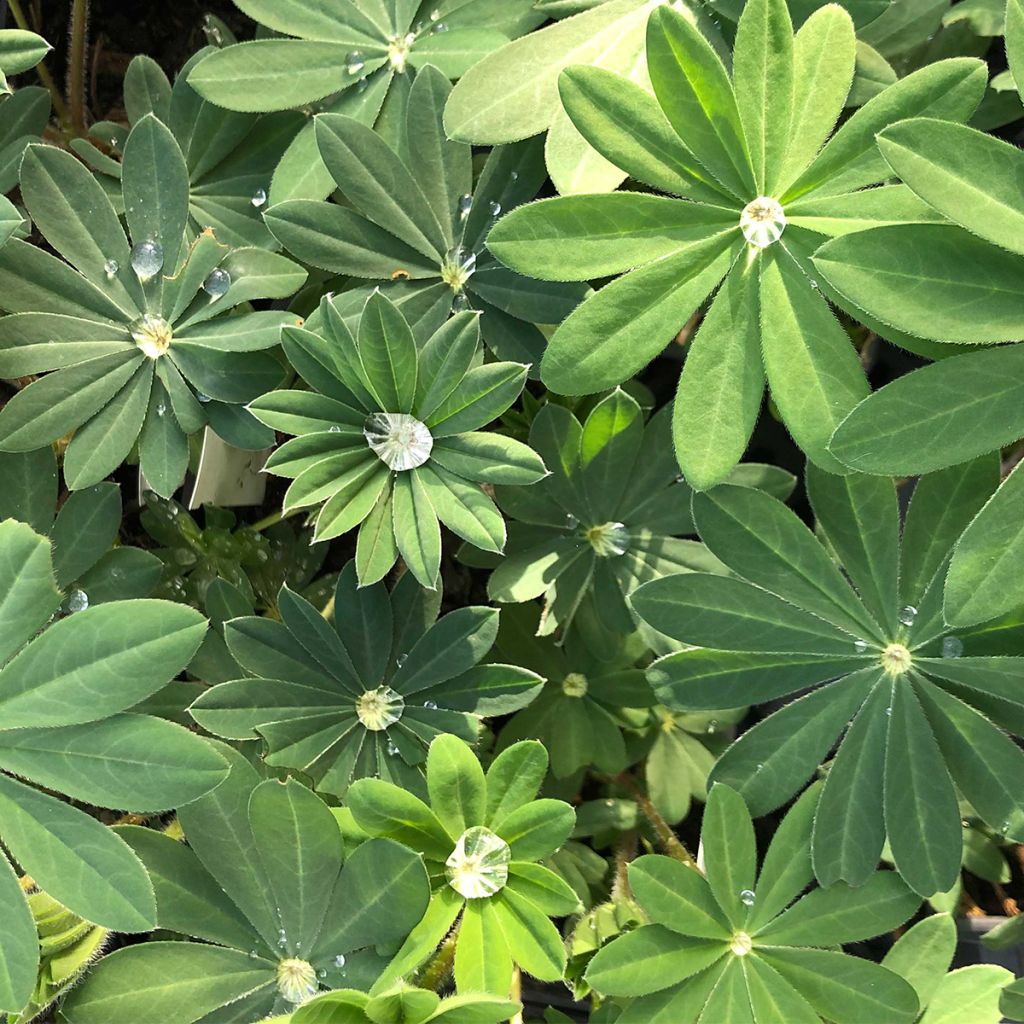 Lupinus West Country Manhattan Lights