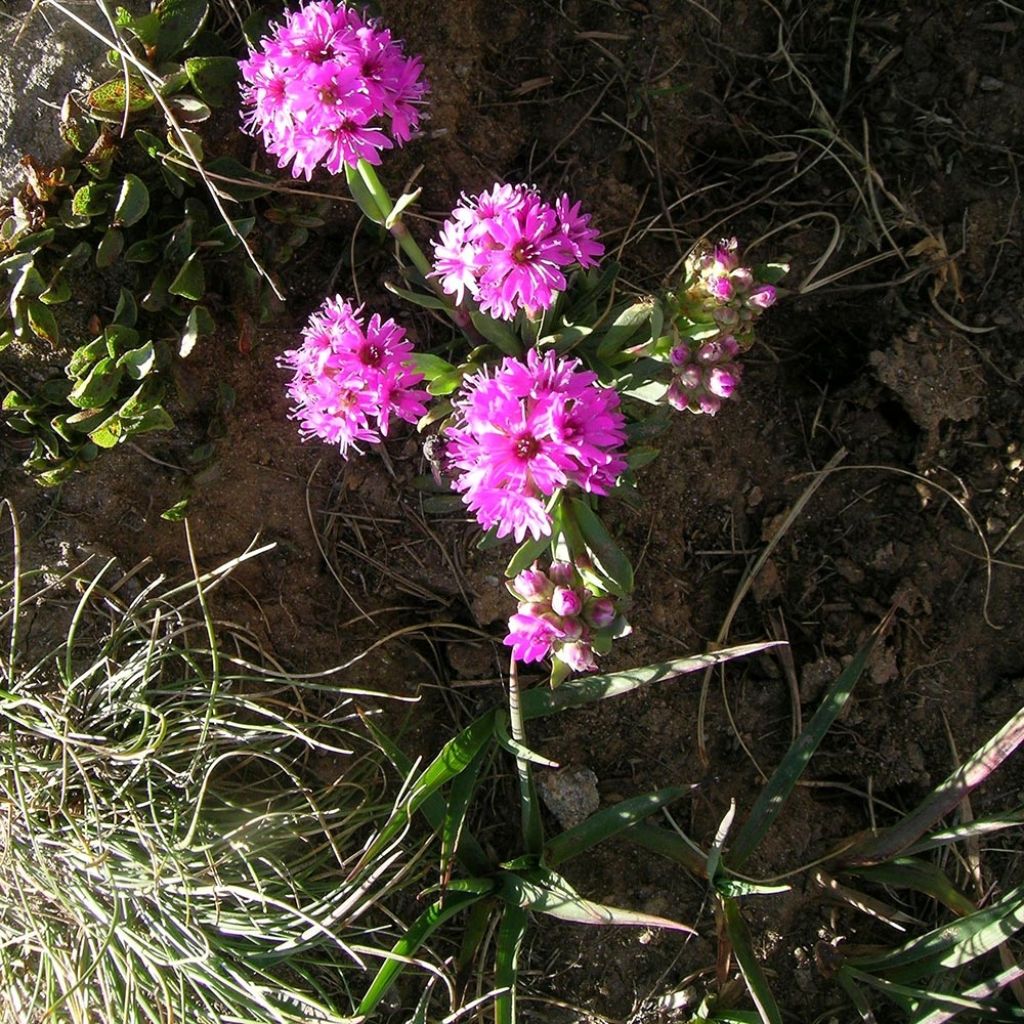 Lychnis alpina