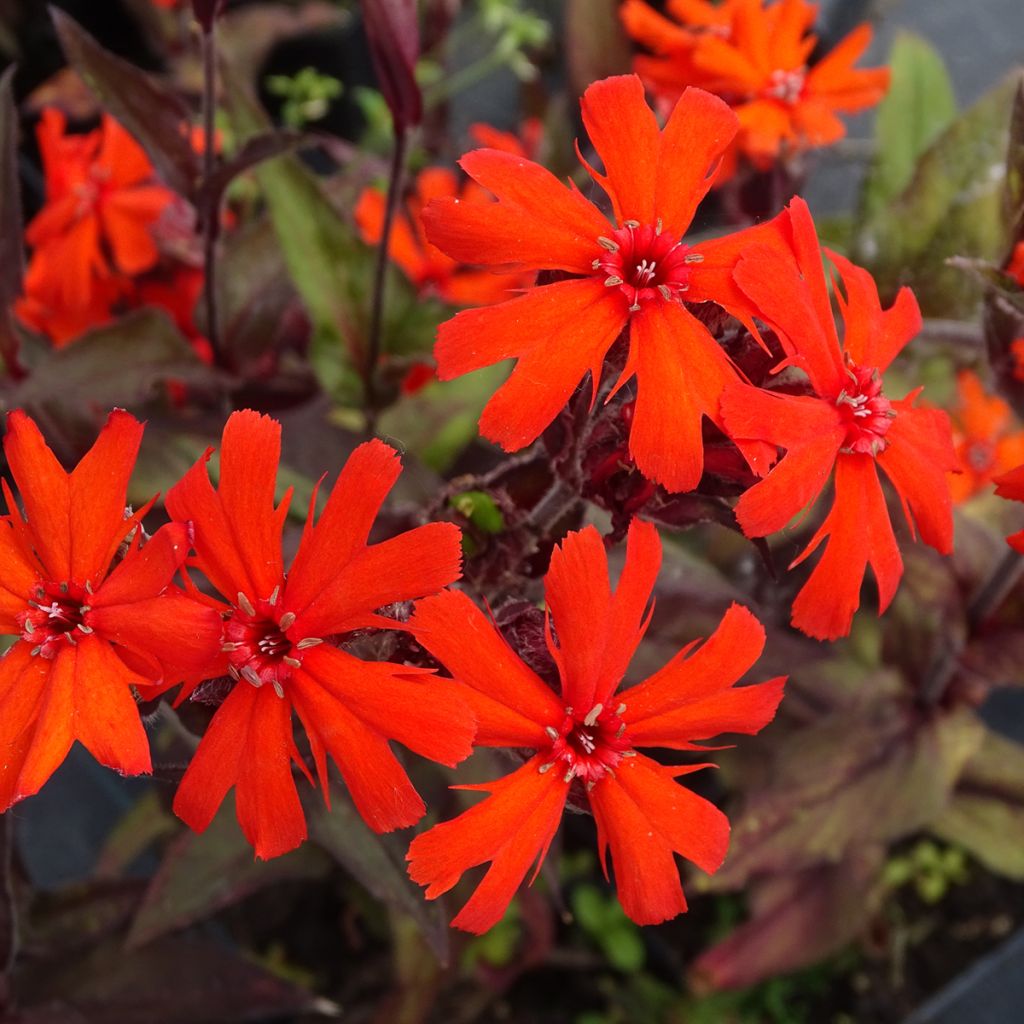 Lychnis x arkwrightii Vesuvius