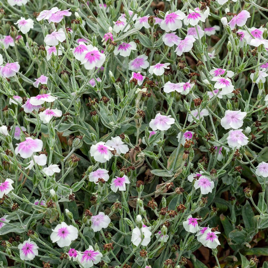 Lychnis coronaria Oculata