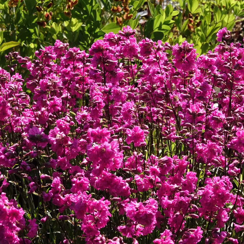 Lychnis viscaria Plena
