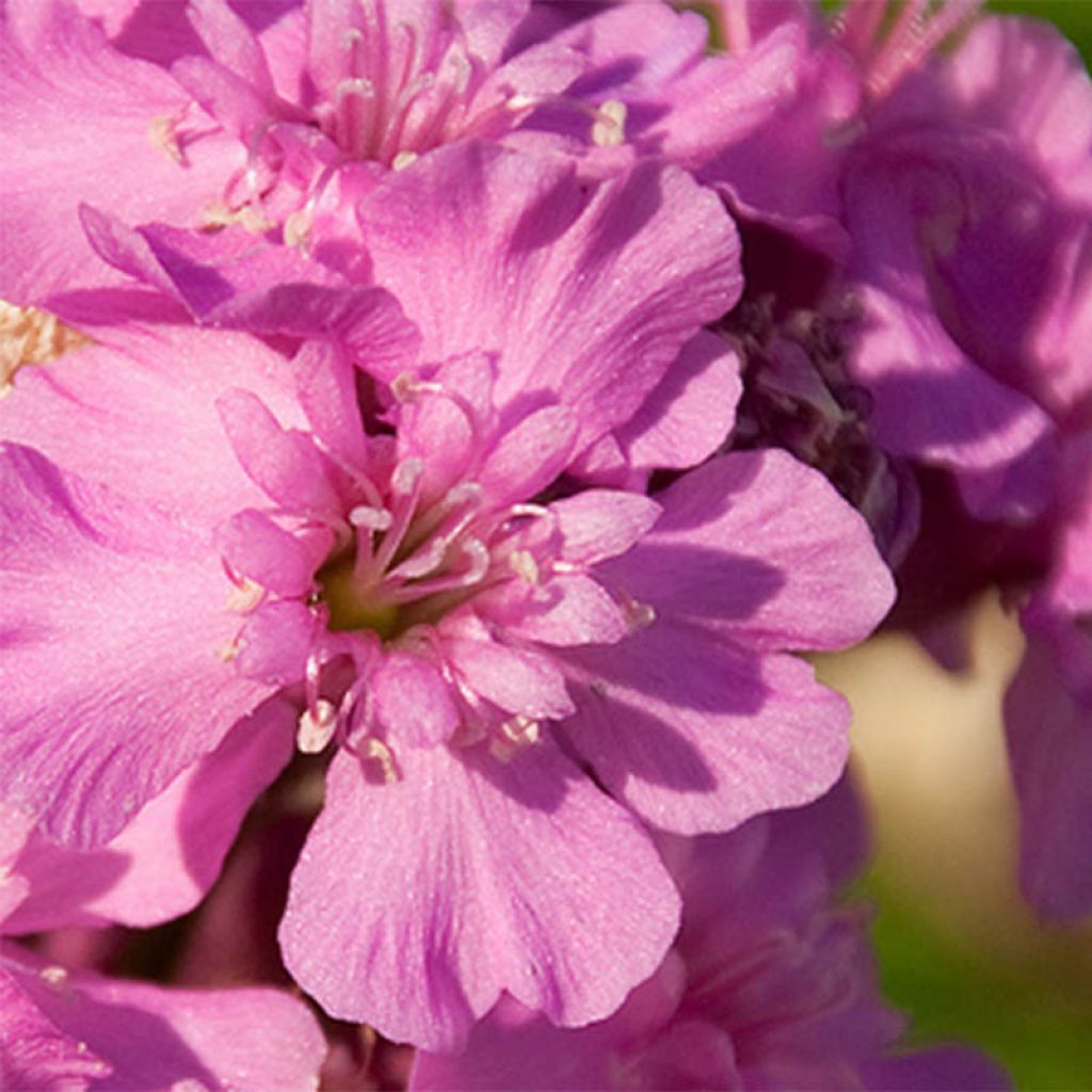 Lychnis viscaria Splendens