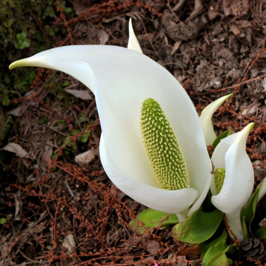 Lysichiton camtschatcensis