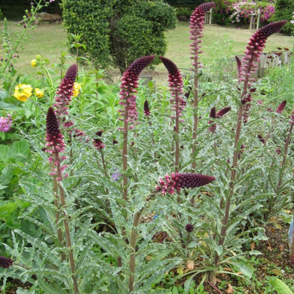 Lysimachia atropurpurea Beaujolais - Loosestrife