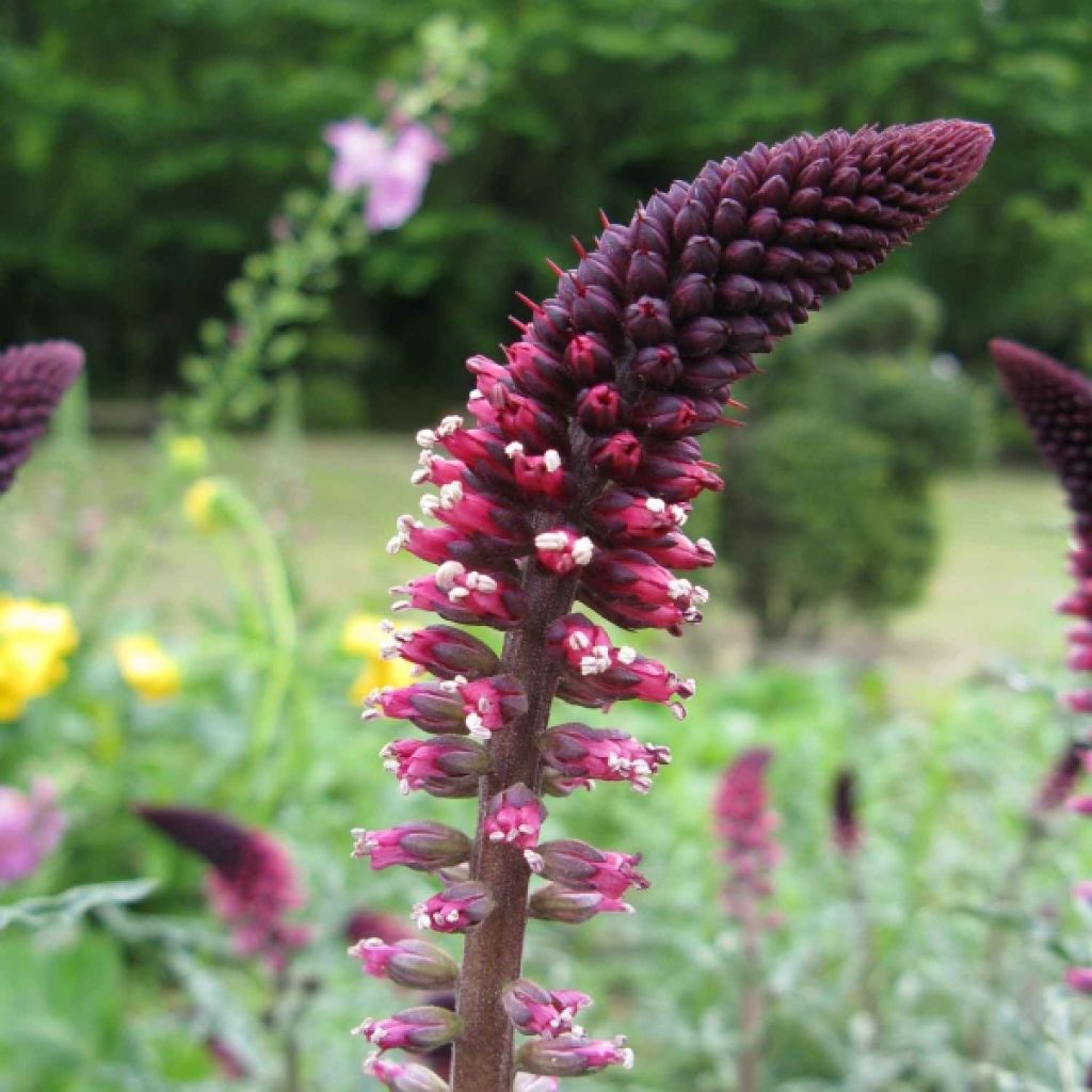 Lysimachia atropurpurea Beaujolais - Loosestrife