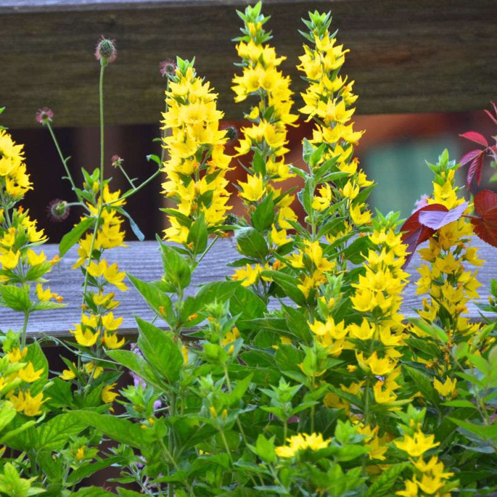 Lysimachia punctata - Loosestrife